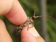 Monochamus marmorator