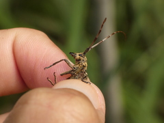 Monochamus marmorator