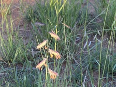 Bouteloua chondrosioides