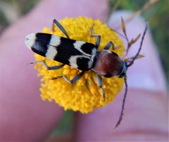 Chlorophorus trifasciatus