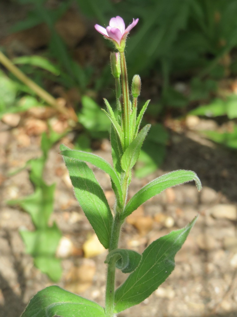 fringed willowherb (Species in our area) · iNaturalist