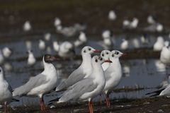 Brown-Headed Gull photo 5