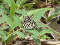 Tarucus