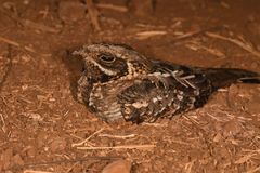Caprimulgiformes