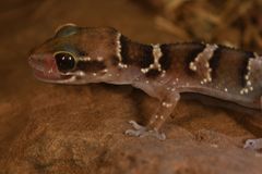 Hemidactylus sahgali