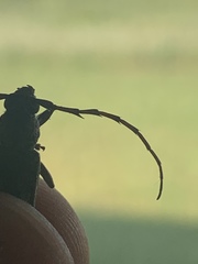 Elaphidion mimeticum