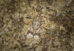 Polylopha epidesma