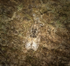Polylopha epidesma