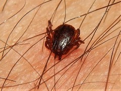 Rhipicephalus sanguineus