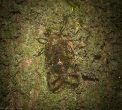 Dipsiathus pallidifrons