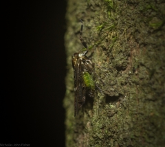 Dipsiathus pallidifrons