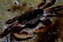 Cyclograpsus granulosus