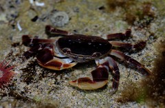 Cyclograpsus granulosus