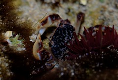Cyclograpsus granulosus