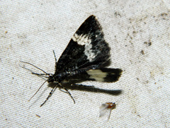Spargania luctuata