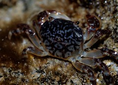 Cyclograpsus granulosus