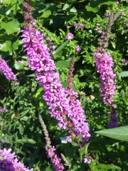 Lythrum salicaria