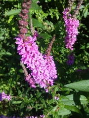 Lythrum salicaria