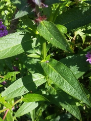 Lythrum salicaria