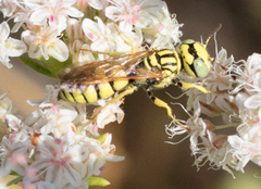 Philanthus multimaculatus