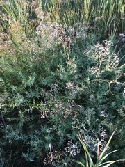 Gypsophila paniculata