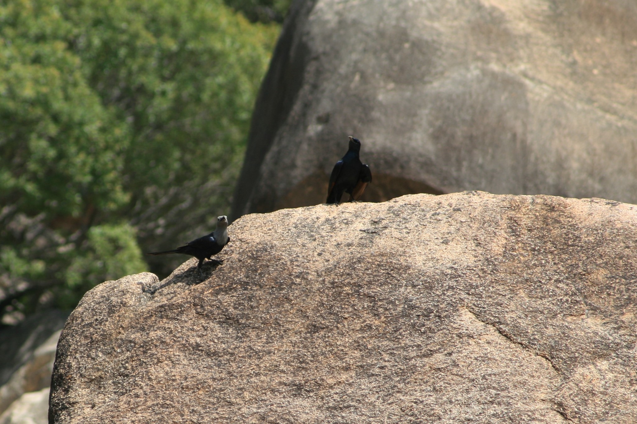 Somali Starling illustration
