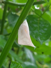 Lawana imitata