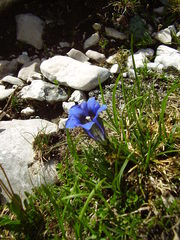 Gentiana clusii