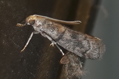 Promylea lunigerella
