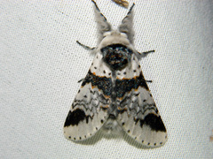 Furcula scolopendrina