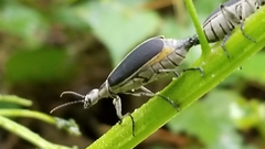 Epicauta cinerea-group