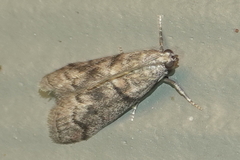 Promylea lunigerella