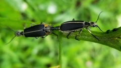 Epicauta cinerea-group