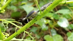 Epicauta cinerea-group