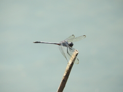 Dythemis nigrescens