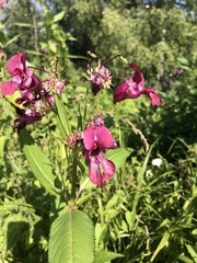 Impatiens glandulifera
