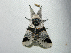 Furcula scolopendrina