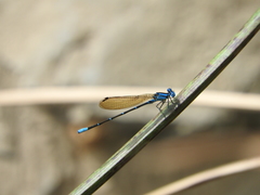 Argia rhoadsi