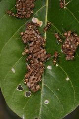 Ropalidia variegata