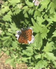 Boloria epithore