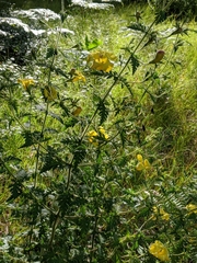 Aureolaria pedicularia