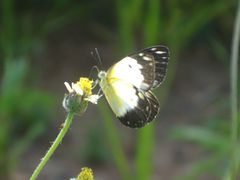 Belenois creona creona