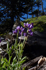 Lathyrus magellanicus