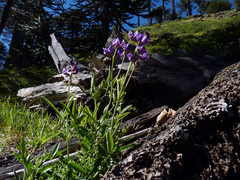 Lathyrus magellanicus