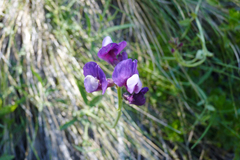 Lathyrus magellanicus
