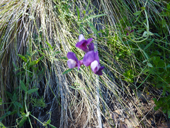 Lathyrus magellanicus