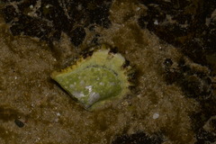 Pinctada maculata