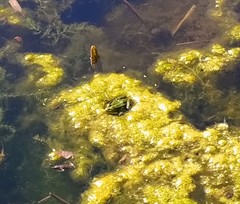 Pelophylax