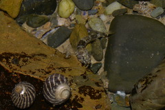 Bathygobius cocosensis