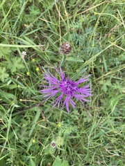 Centaurea
